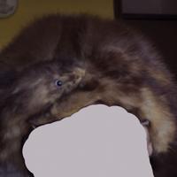 CAPPELLINO DI VISONE