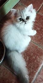 Persiano chinchilla