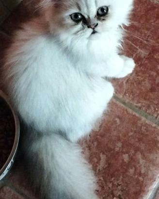 Persiano chinchilla