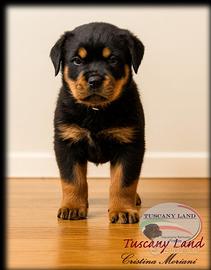 Cucciolo di Rottweiler - Genealogia eccellente