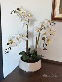 Orchidea di grandi dimensioni