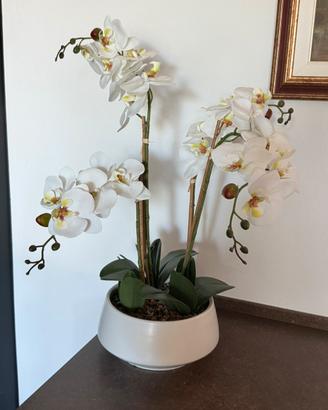 Orchidea di grandi dimensioni