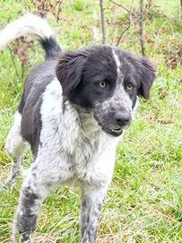 Cagnolina in adozione