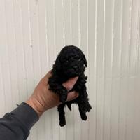 Barboncino mini toy nero femmina