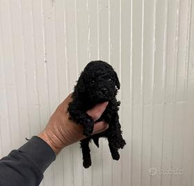 Barboncino mini toy nero femmina