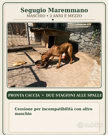 Cani da caccia