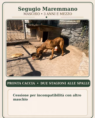 Cani da caccia
