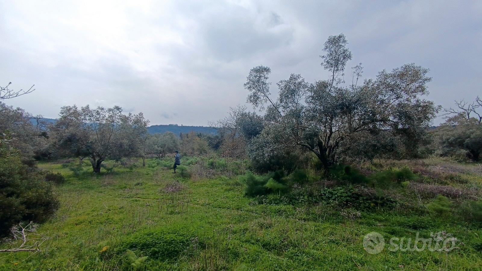 Terreno con uliveto - Vista 3