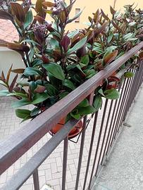 Tradescantia pianta Miseria