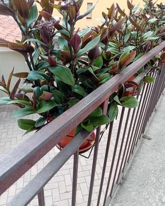 Tradescantia pianta Miseria