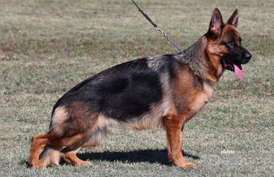 Pastore tedesco femmina