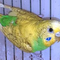 Cocorite Ondulati,novelli,da imbecco,Anellati FOI