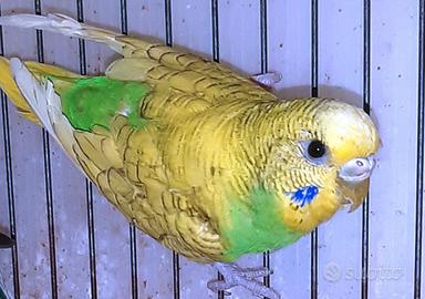 Cocorite Ondulati,novelli,da imbecco,Anellati FOI