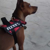 Pinscher Nano maschio per accoppiamento