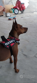 Pinscher Nano maschio per accoppiamento