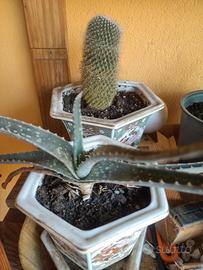 Piante grasse