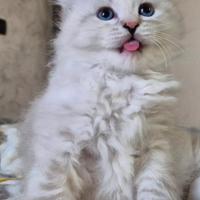 Cucciola di gatto siberiano