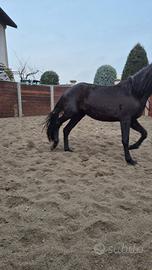Puledra
