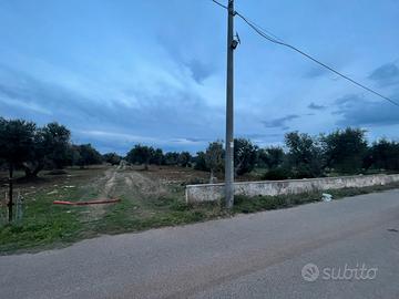 Terreno con alberi secolari