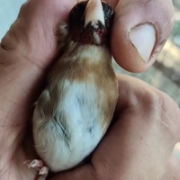 Cardellina ancestrale