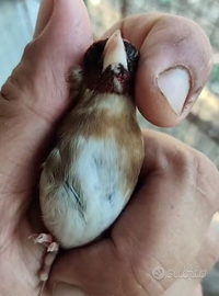 Cardellina ancestrale