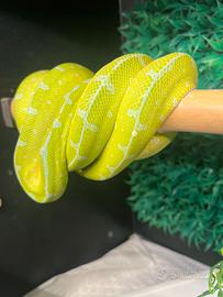 Morelia viridis