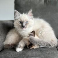 Ragdoll