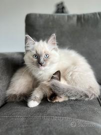 Ragdoll