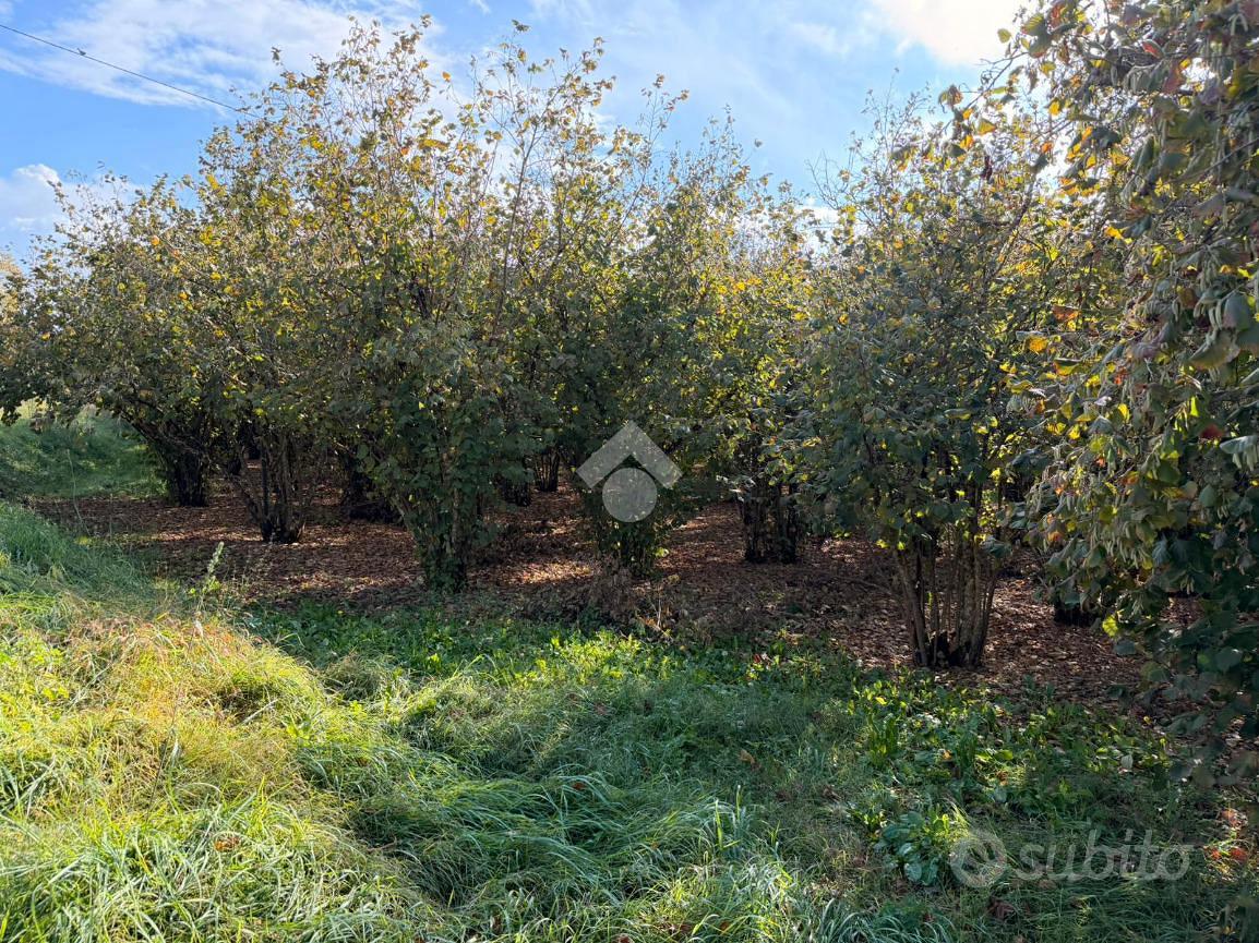 TER. AGRICOLO A SORIANO NEL CIMINO - Vista 2