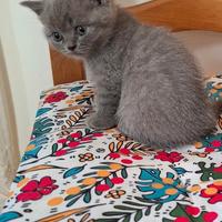 British Shorthair
