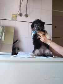 Cucciolo di barboncino
