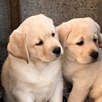 Ultimi cuccioli labrador miele