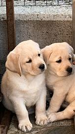 Ultimi cuccioli labrador miele