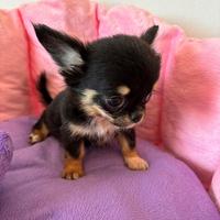 Cuccioli di chihuahua