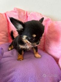 Cuccioli di chihuahua