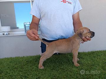 American pit bull terrier maschio fawn