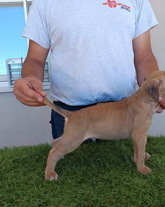American pit bull terrier maschio fawn