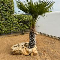 Pianta