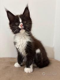 Maine coon