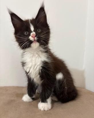 Maine coon