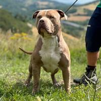 American bully XL