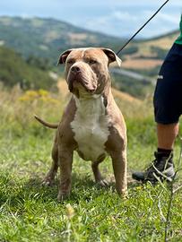 American bully XL