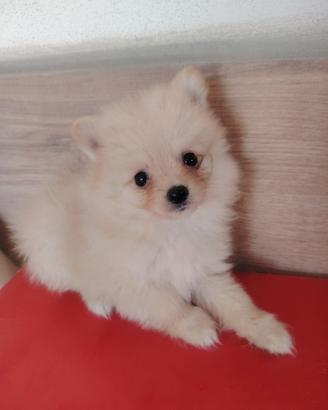 Spitz tedesco volpino nano