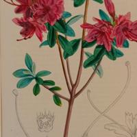 stampa antica di botanica originale anno 1860