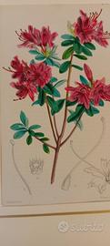 stampa antica di botanica originale anno 1860
