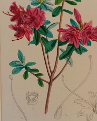 stampa antica di botanica originale anno 1860