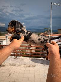 Cuccioli di bassotto arlecchino silver