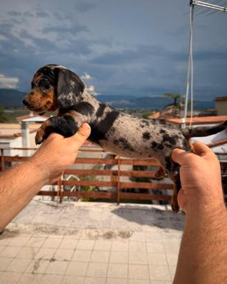 Cuccioli di bassotto arlecchino silver