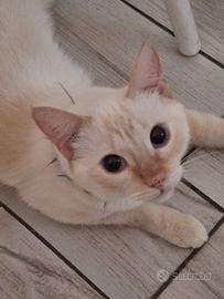 Siamese red point