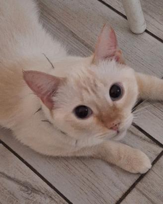 Siamese red point